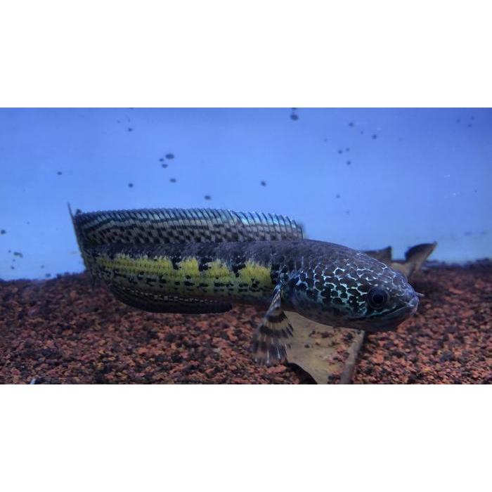 Channa Aurantimaculata 18-20cm