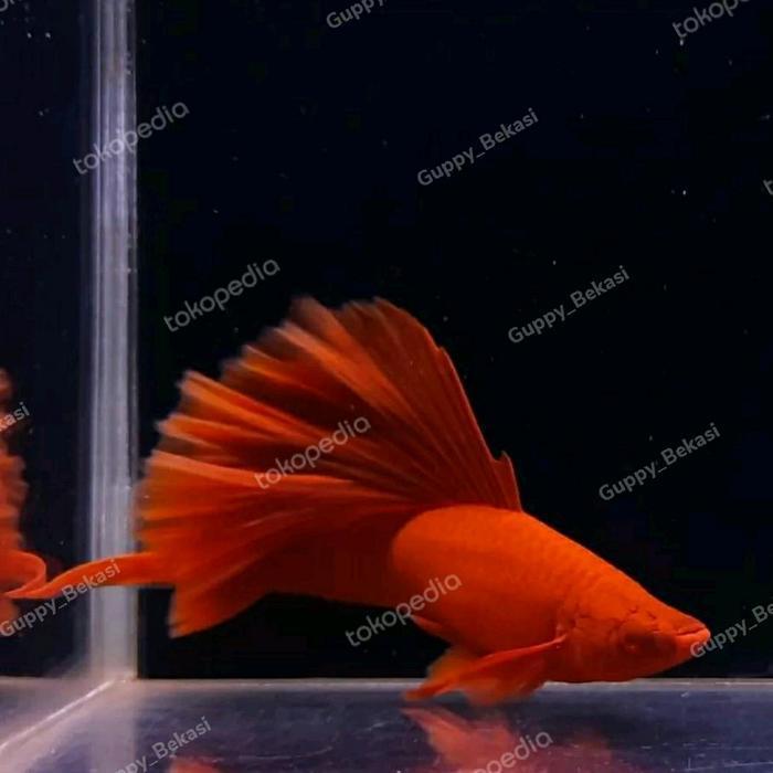 platy blood red cauliflower indukan