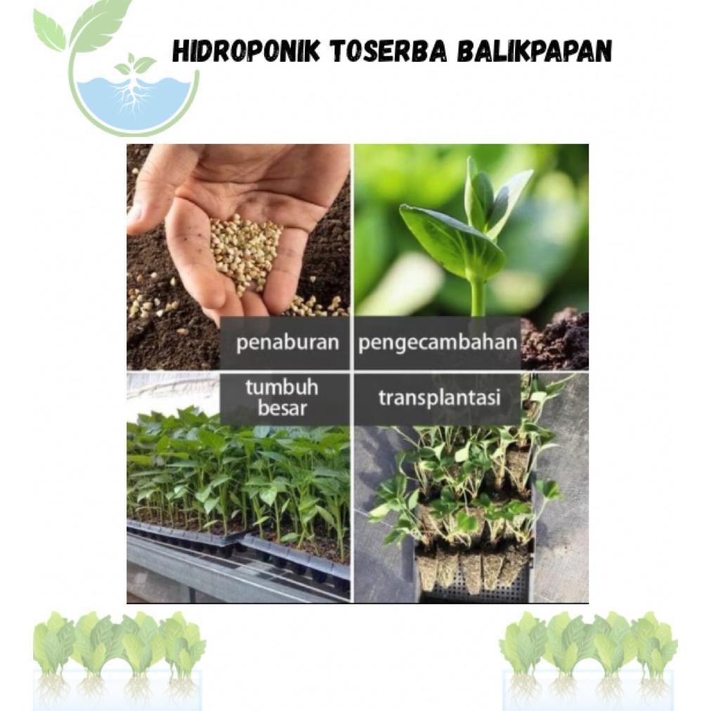 Promo Cod Tray Semai Bibit 72 Lubang Hidroponik , Seedling Tray ,Tempat Semai, Penyemaian Benih, Nam