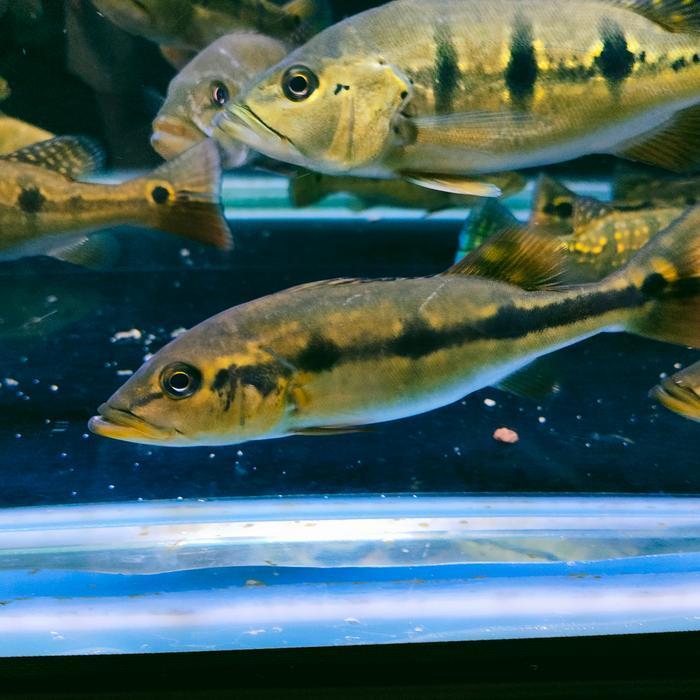 pbass temensis venezuela