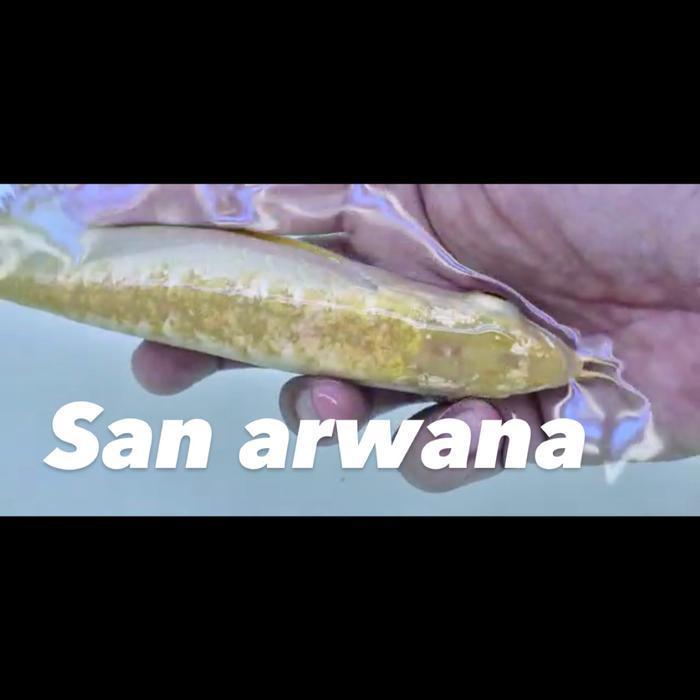 arwana golden red crossback 24k