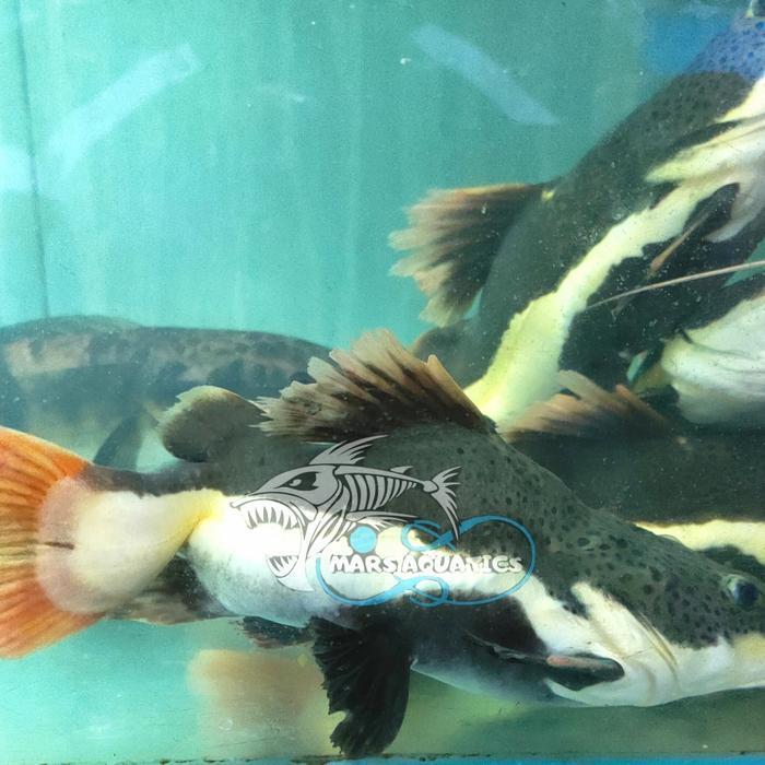 IKAN HIAS RTC SHORTBODY RED TAIL CATFISH