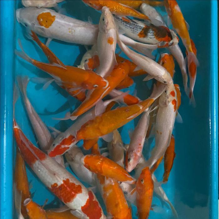 Paket Ikan Koi Blitar 16-31cm 20 Ekor
