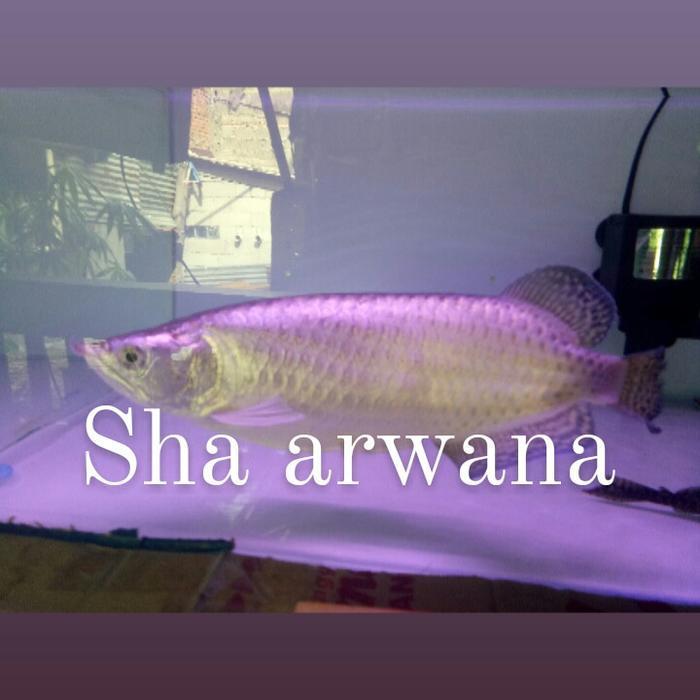 arwana jardini ssb red pearl arwana jardini ssb