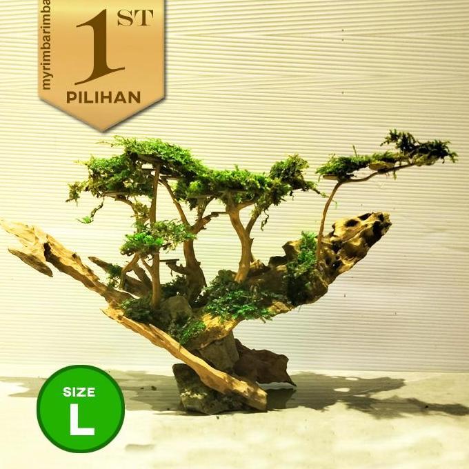 Bonsai Jungle Book (L) Tanaman Air Aquascape Hiasan Aquarium Ikan Hias