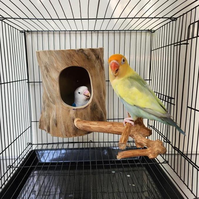 Dongmul- Glodok Finch Parkit Glodok Burung Kecil