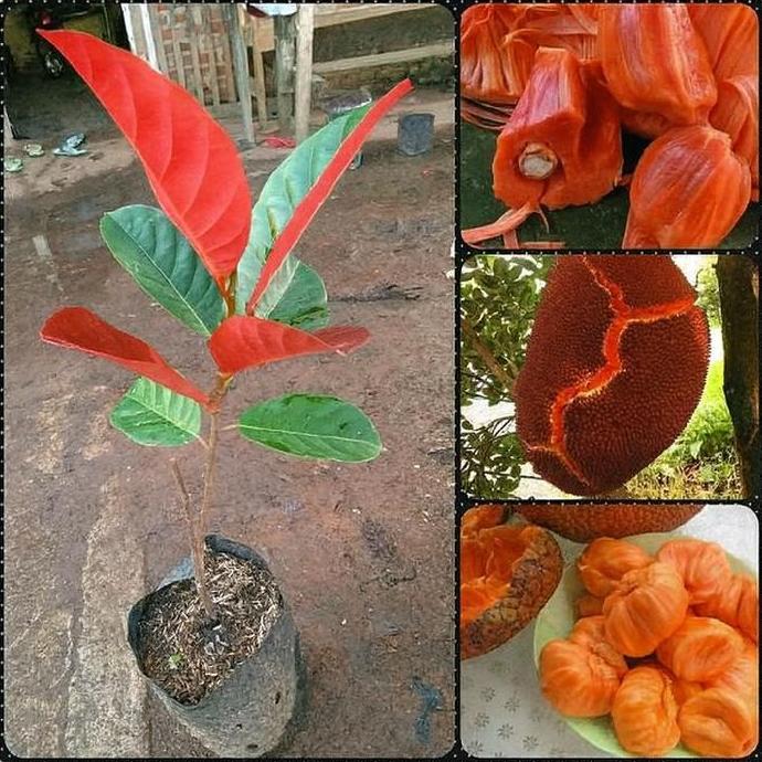 beli 3 gratis 1 bibit nangka merah madu Thailand super TERJAMI