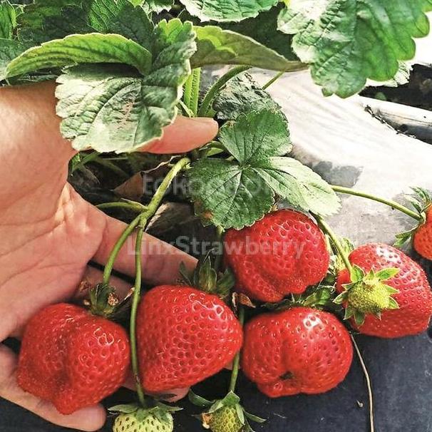 Bibit Tanaman Strawberry Rosalinda ( Original ) TERJAMI