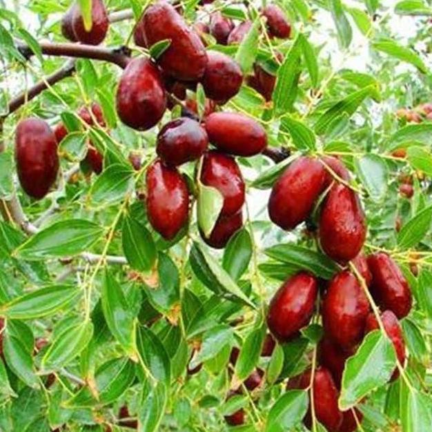 Bibit Kurma Merah Korea Jujube Angco TERJAMI