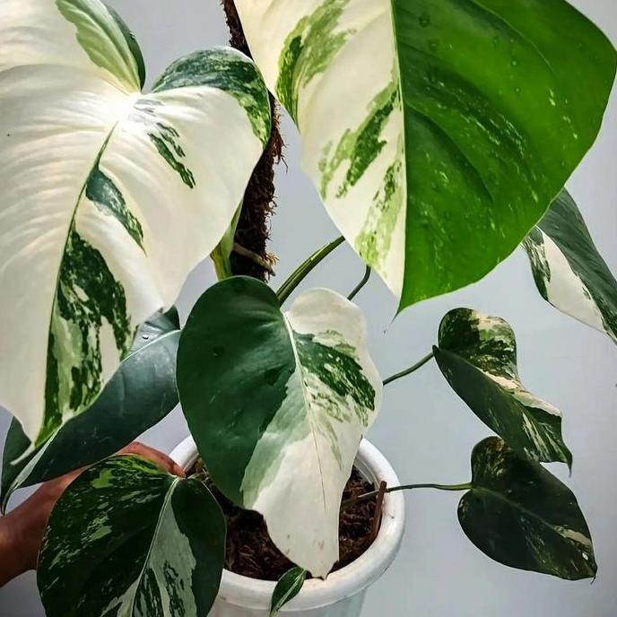 Termurah Monstera Variegata - Monvar White Tiger - Monstera Halfmoon Ekonomis
