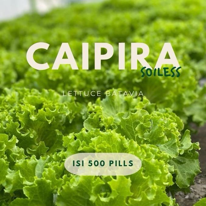 Promo Benih Lettuce Caipira Pills Isi 500 Pills