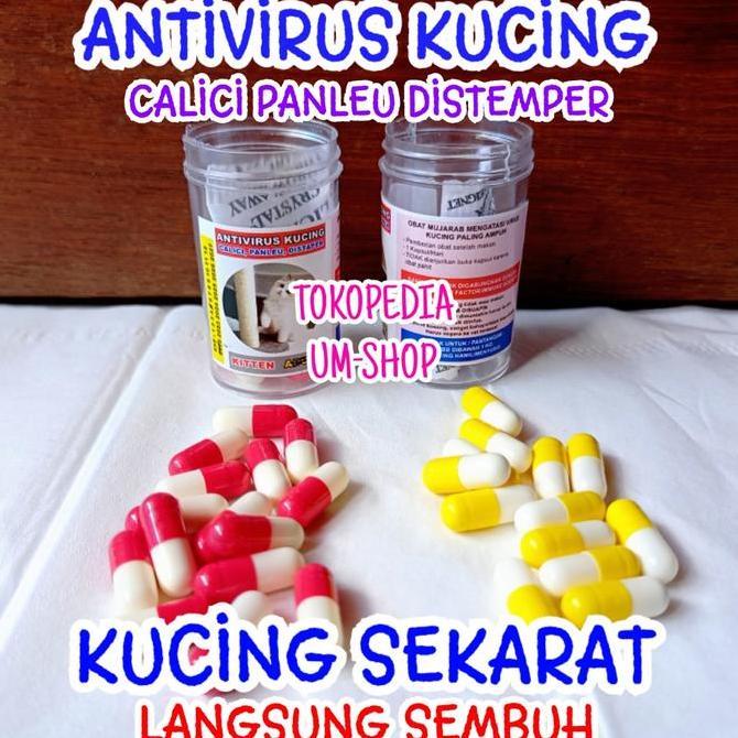 Obat Antivirus Kucing Calici Distaper Virus Panleukopenia