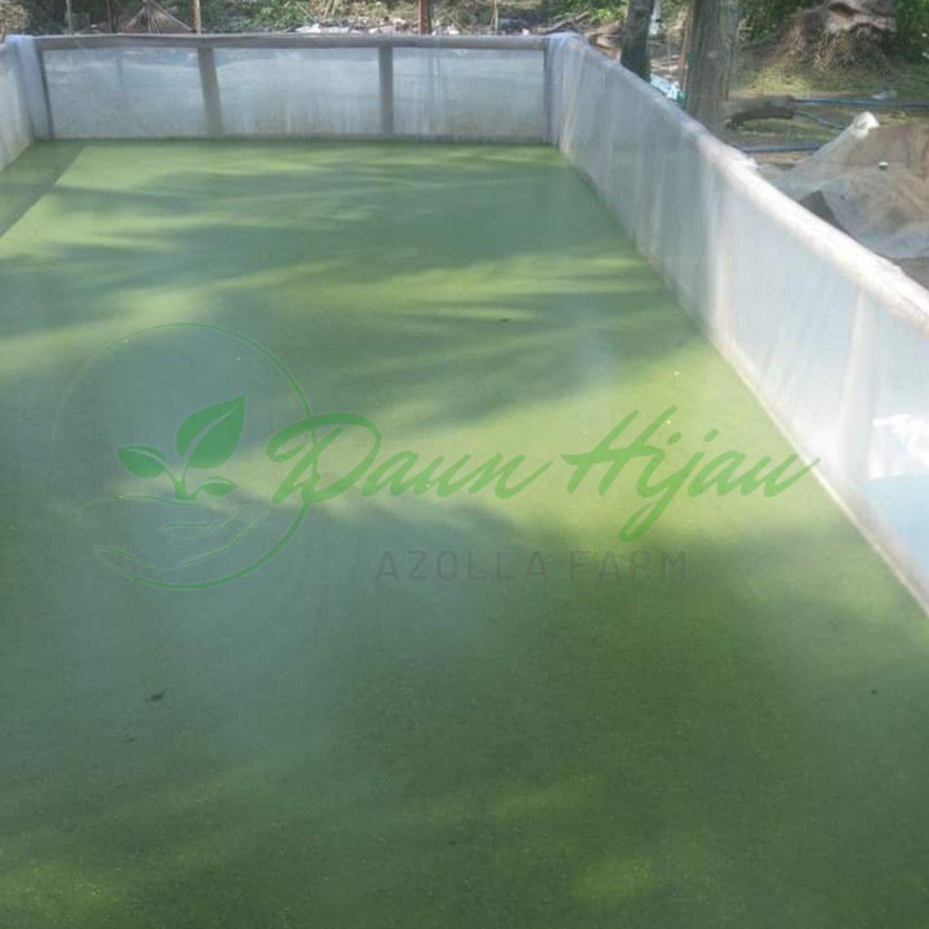 Bibit Wolffia Super 1Kg  Pakan Alternatif Murah & Kaya Nutrisi
