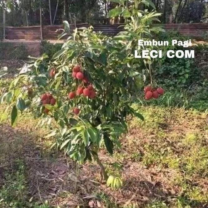 BIBIT POHON BUAH LECI COM DATARAN RENDAH CEPAT BERBUAH DARI CANGKOK BISA BERBUAH DI POT