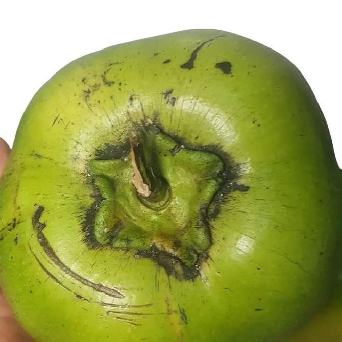 Black Sapote 1 Kg Buah Petik Tua di Pohon