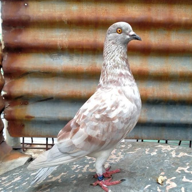 NEW BURUNG DARA SEPASANG ORI