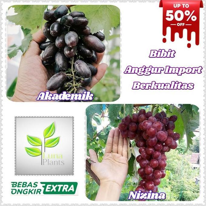 Place- Bibit Anggur Import - Bibit Buah Anggur Import