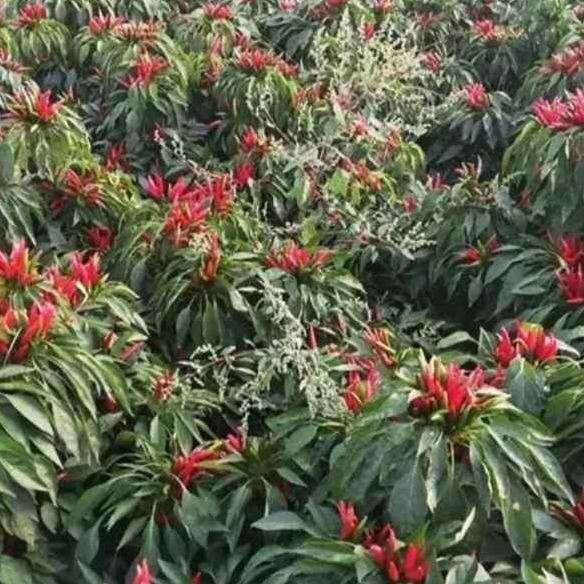 Place- Kemasan | Benih Biji Cabe Mahkota | Cabe Dompol | Cabe Tumpuk Merah | Red Cluster