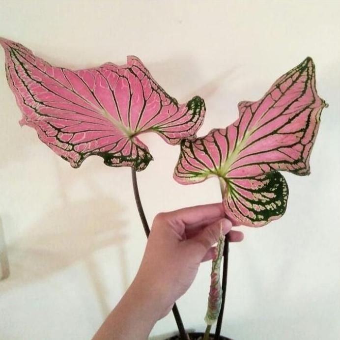 Tanaman hias caladium thai beauty - keladi wayang batik pink -keladi