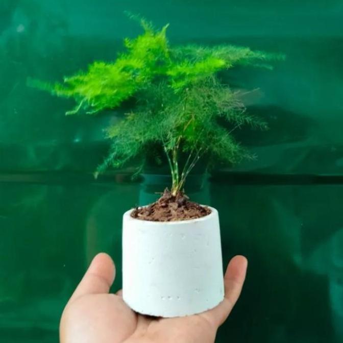 Pazx- Bambu Mini. Tanaman Hias. Tanaman Hias Bambu Mini