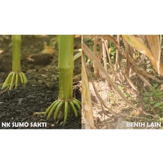 Benih Jagung NK 7328s SUMO SAKTI (5KG) Tahan Glifosat dan Ulat - ORI Syngenta (TERBAIK) (TERBARU) (T