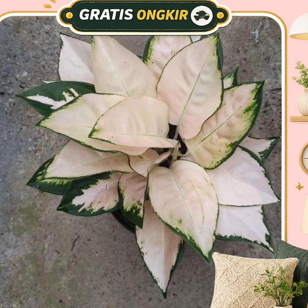 Tanaman Hias Aglonema Kochin Cahaya - Aglonema Kochin Cahaya