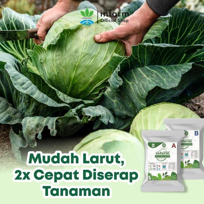 INFARM - AB Mix Sayuran Daun 1000L Nutrisi Hidroponik Premium , Selada & Sawi Cepat Panen (TERBAIK) 