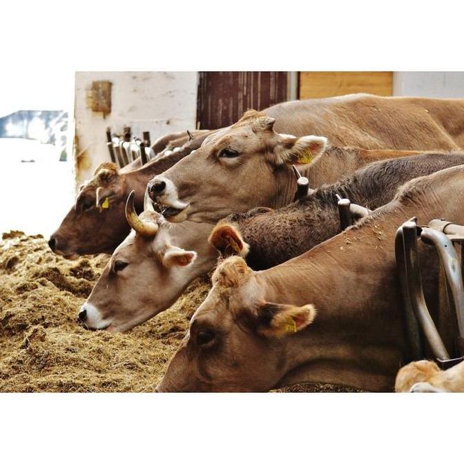 1 Kg Ampas Sawit / Bungkil Sawit Pakan Ternak Sapi Domba Unggas (TERBAIK) (TERBARU) (TERMURAH)