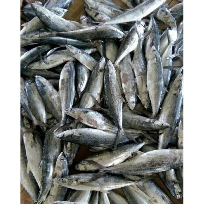 Cibo- Ikan Tenggiri Giling Super 1 Kg (Kualitas Ekspor) (Bogor)