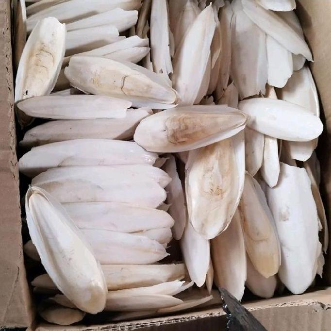 Sotong Asinan Burung Tulang Sotong 1Kg Allshop