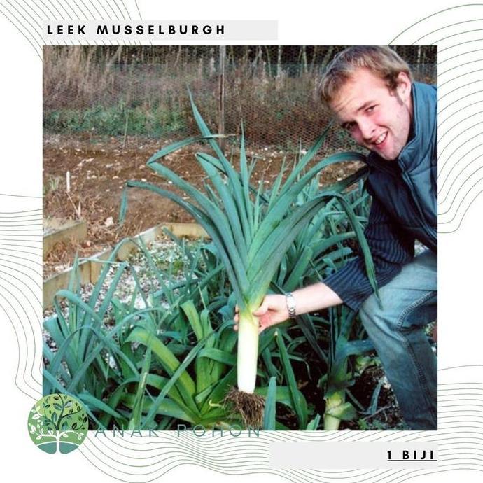 ready Benih Bibit Biji - Leek Musselburgh Daun Bawang Prei Besar Seeds - IMPORT murah