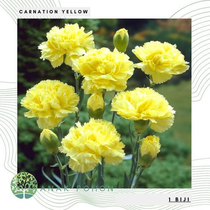 ready Benih Bibit Biji - Carnation Yellow Bunga Anyelir Kuning Flower Seeds - IMPORT murah