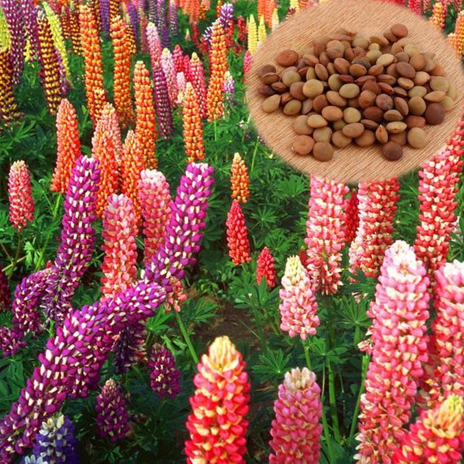 ready Benih / Bibit / Biji - Bunga Lupine 'Russel Mix' Flower Seeds - IMPORT murah