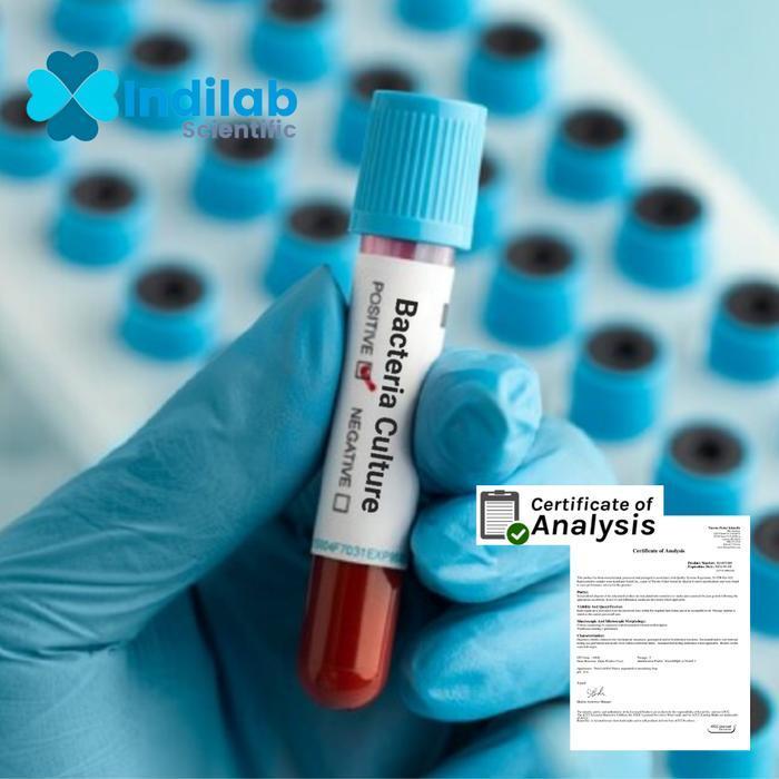 Bakteri Lactobacillus acidophilus