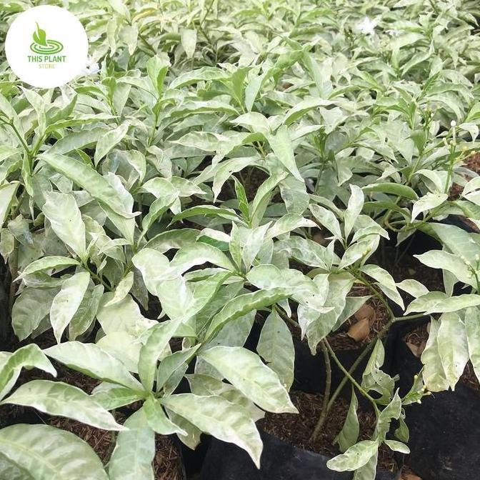 Tanaman hias melati rombusa - tanaman hias melati rombusa putih murah