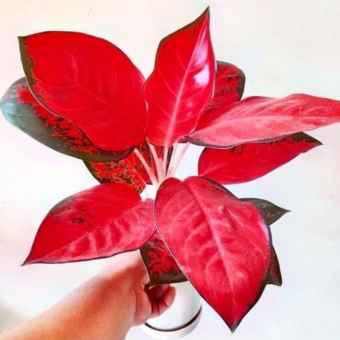 AGLONEMA SUKSOM JAIPONG DEWASA DAUN 5-6 ORIGINAL SUKSOM JAIPONG murah