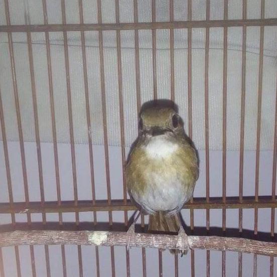 burung SRDC rajin ngeriwik pilihan