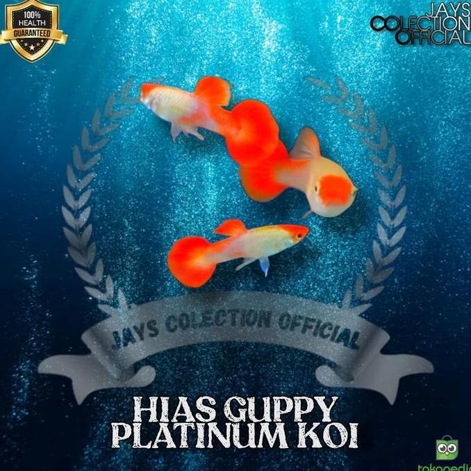 IKAN GUPPY PLATINUM KOI