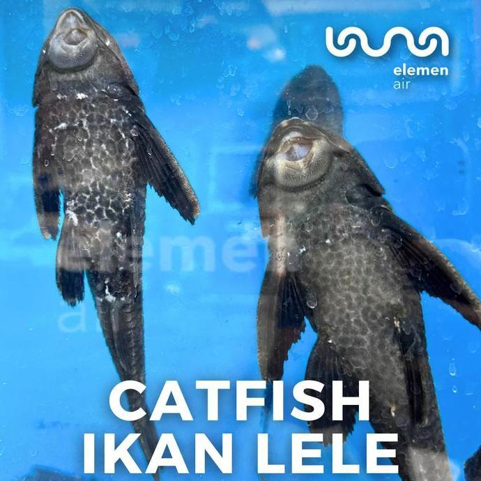 IKAN HIAS SAPU-SAPU BLACK HITAM ALGAETER ALGAE EATER AIR TAWAR