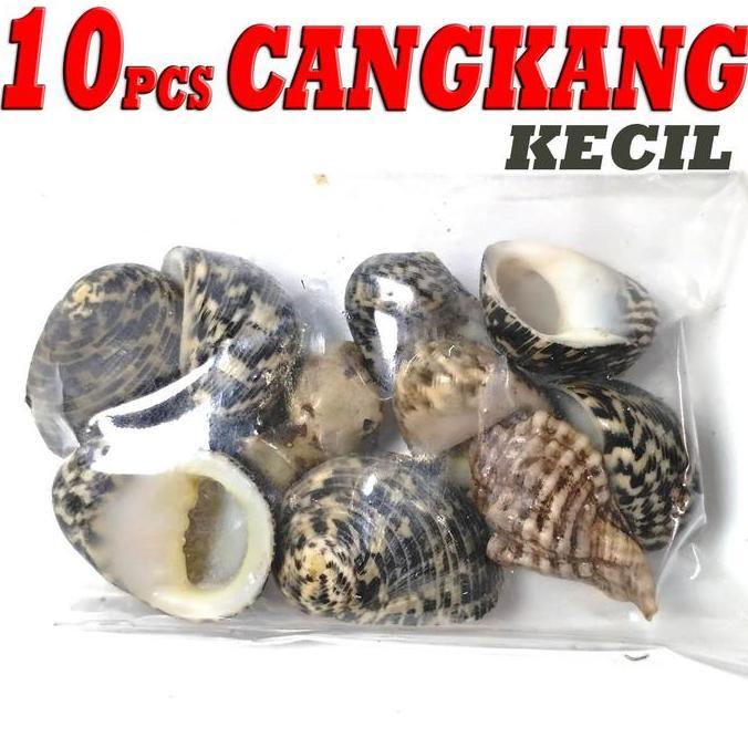 10 cangkang shell kelomang umang keong kecil murah