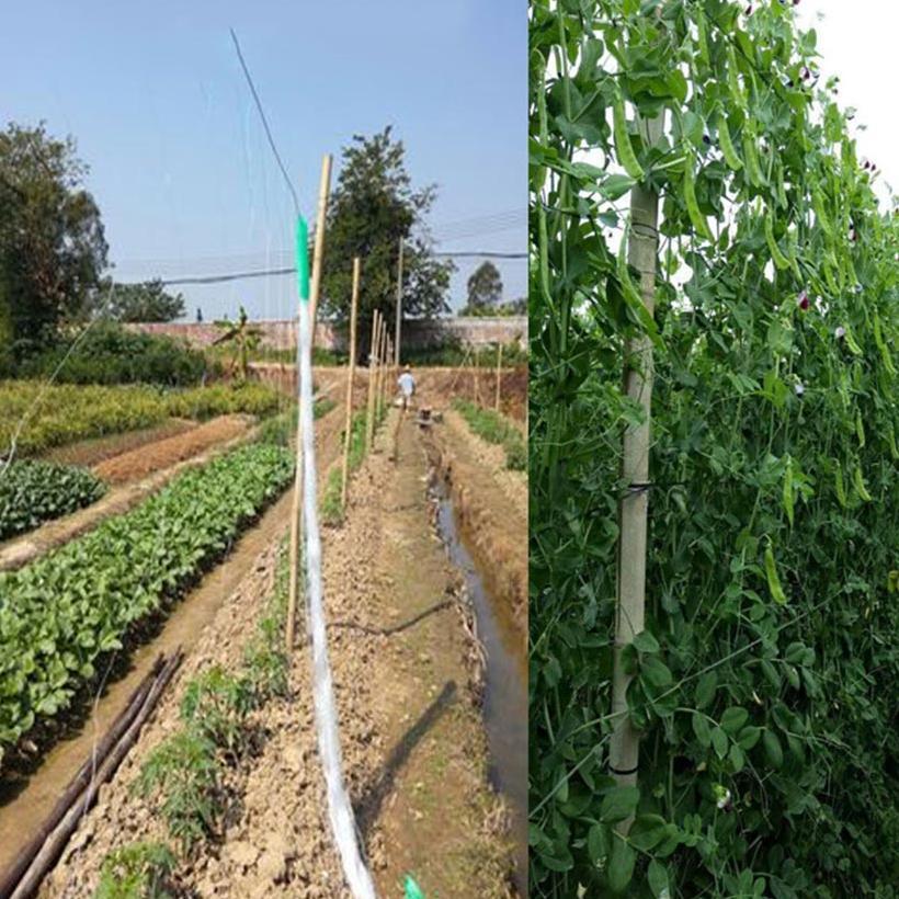 100M  Jaring Rambatan Tanaman Buah Merambat Plant Climbing Net  kebun buah anggur/Jaring pagar kebun