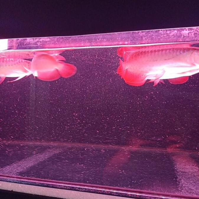 // ARWANA SUPER RED CHILLI GRADE A SIZE 21CM //