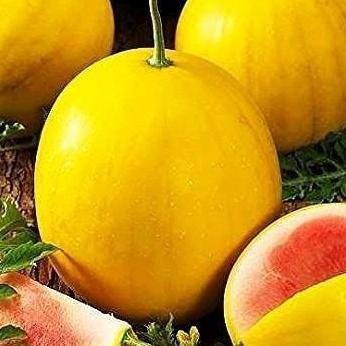 15 Butir Biji/Benih Semangka Kulit Kuning Daging Merah/Golden Red Tanaman Allshop