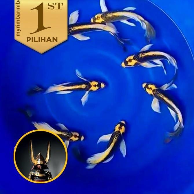 Paket Koloni (isi 10) Baby Koi Kabuto Golden Slayer Ikan Hias Kolam Aquarium Aquascape