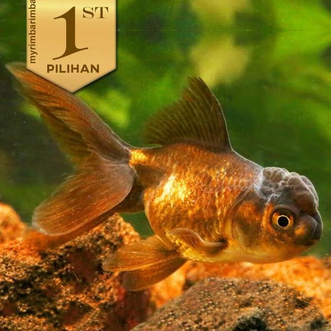 Paket Koloni (isi 10) Koki Black Oranda Hitam Ikan Hias Aquascape Hiasan Aquarium Tanaman Air