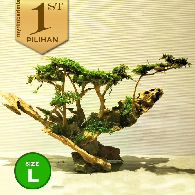 Bonsai Jungle Book (L) Tanaman Air Aquascape Hiasan Aquarium Ikan Hias