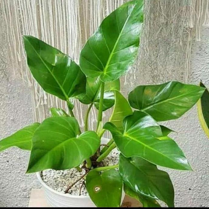 tanaman fillow marbel tinggi -+60cm + pot