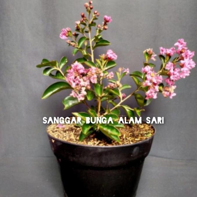 TANAMAN HIAS BUNGA SAKURA / BUNGA SAKURA LOCAL BERBUNGA + POT HITAM