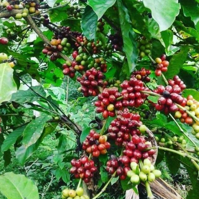 bibit tanaman kopi,tanaman unggul kopi arabika,bibit kopi arabika Biji