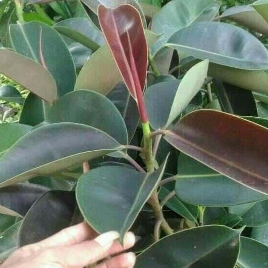 Bibit Tanaman Pohon Karet Kebo Bibit Karet Kebo Merah